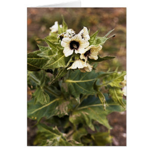 Henbane Pflanze