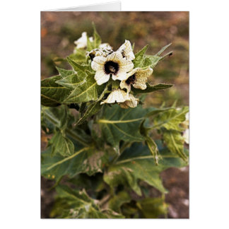 Henbane Pflanze