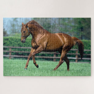 Hengst, Irland Puzzle