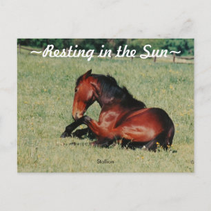 Hengst ruht Postkarte