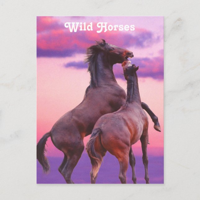 Hengste, die Postkarte spielen (Vorderseite)