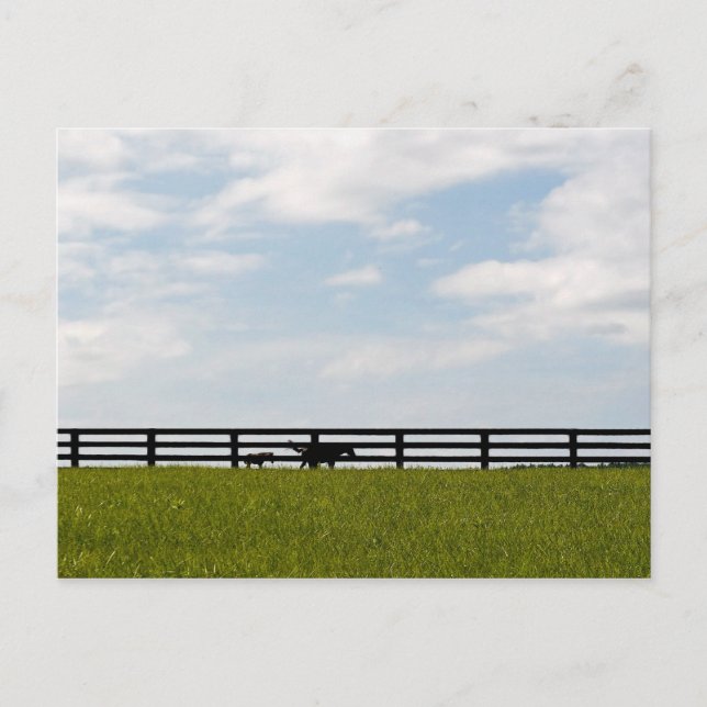 Hengstfarm Postkarte (Vorderseite)