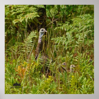 Henne mit Küken in der Türkei