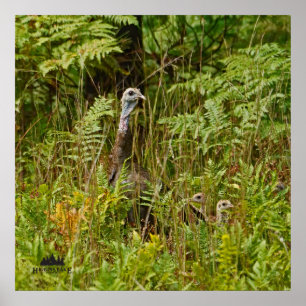 Henne mit Küken in der Türkei Poster