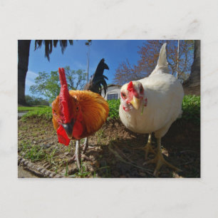 Henne und Hahn Postkarte
