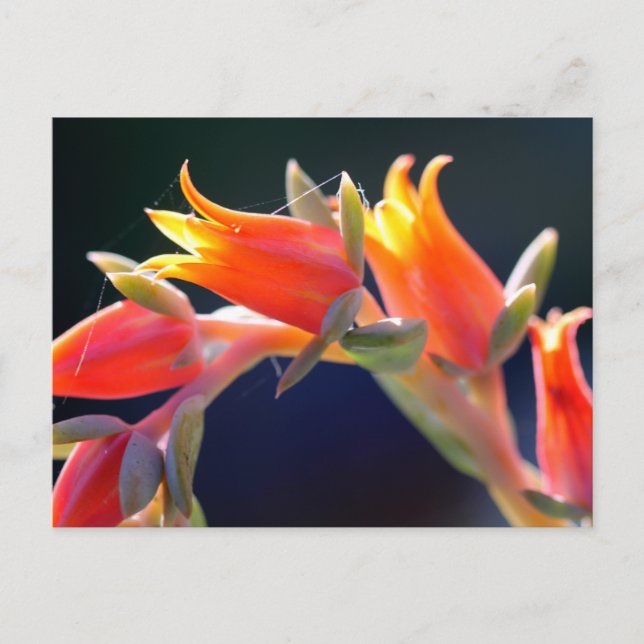 Henne und Küken, Echeveria, Blume Postkarte (Vorderseite)