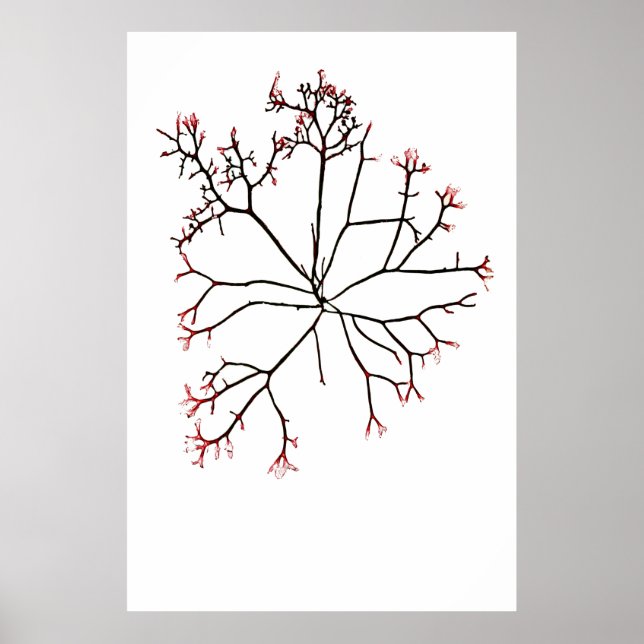 Henry Bradburys gepresste Alge vierzehn Poster (Vorne)