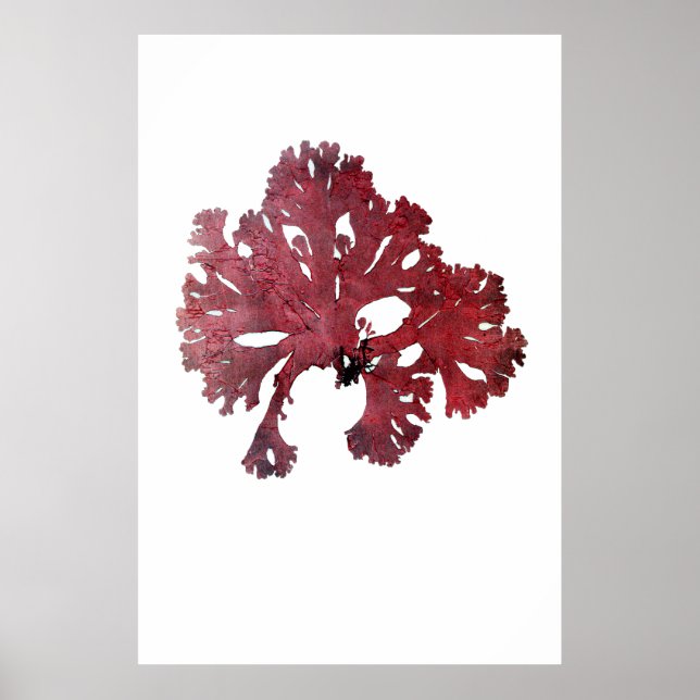 Henry Bradburys gepresste Algen siebenundzwanzig Poster (Vorne)