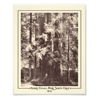Henry Cowell Park, Santa Cruz, Kalifornien 1903 Fotodruck