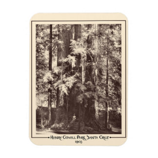 Henry Cowell Park, Santa Cruz, Kalifornien 1903 Magnet