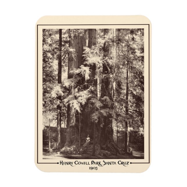 Henry Cowell Park, Santa Cruz, Kalifornien 1903 Magnet (Vertikal)
