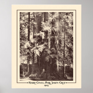 Henry Cowell Park, Santa Cruz, Kalifornien 1903 Poster