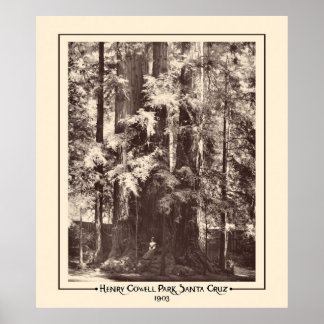 Henry Cowell Park, Santa Cruz, Kalifornien 1903 Poster
