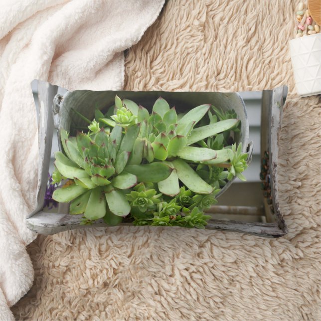Hens And Chicks Succulents In A Bucket   Lendenkissen (Decke)