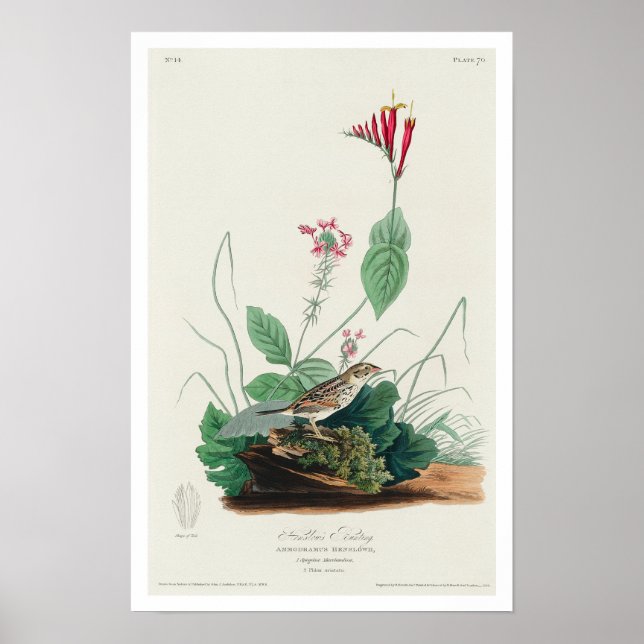 Henslow's Bunting by Audubon Poster (Vorne)