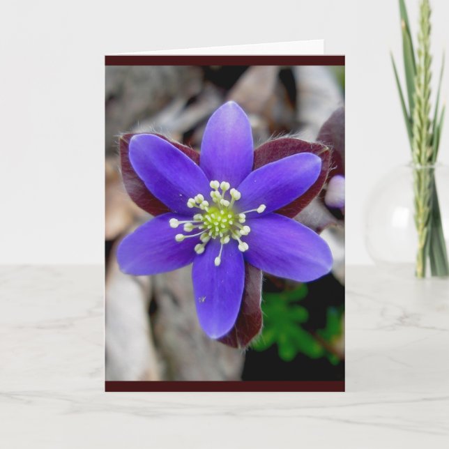 Hepatica Blossom Note Card Feiertagskarte (Vorderseite)