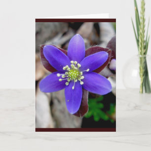 Hepatica Blossom Note Card Feiertagskarte