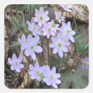 Hepatica-Wildblume-Pflanze Quadratischer Aufkleber