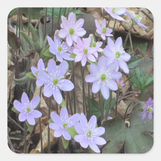 Hepatica-Wildblume-Pflanze Quadratischer Aufkleber (Vorderseite)