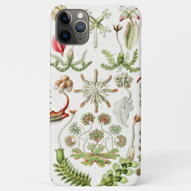 Hepaticae Lebermoose von Ernst Haeckel Case-Mate iPhone Hülle (Rückseite)