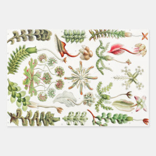 Hepaticae Lebermoose von Ernst Haeckel Geschenkpapier Set