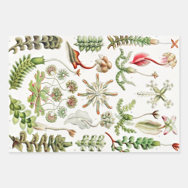 Hepaticae Lebermoose von Ernst Haeckel Geschenkpapier Set (Vorderseite)