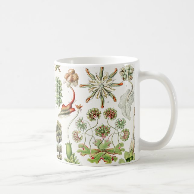 Hepaticae Lebermoose von Ernst Haeckel Kaffeetasse (Rechts)