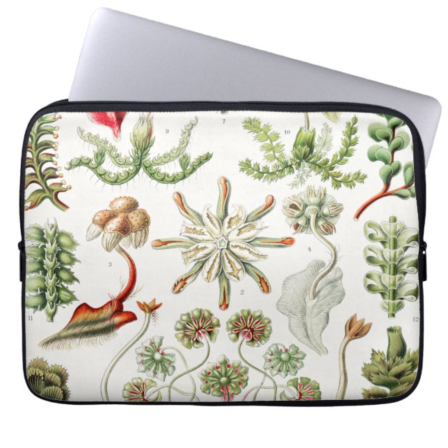 Hepaticae Lebermoose von Ernst Haeckel Laptopschutzhülle (Vorderseite)