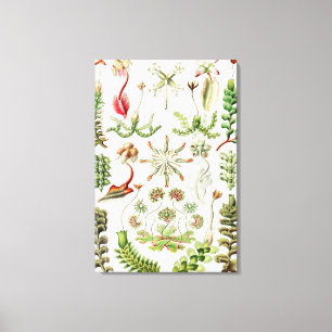 Hepaticae Lebermoose von Ernst Haeckel Leinwanddruck