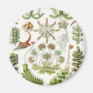 Hepaticae Lebermoose von Ernst Haeckel Magnet
