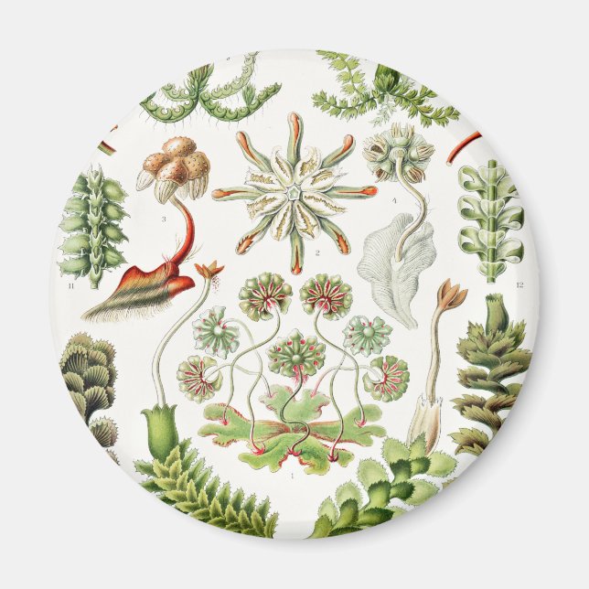 Hepaticae Lebermoose von Ernst Haeckel Magnet (Vorne)