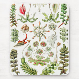 Hepaticae Lebermoose von Ernst Haeckel Mousepad