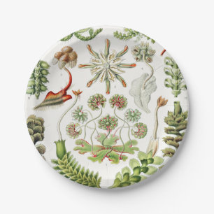 Hepaticae Lebermoose von Ernst Haeckel Pappteller