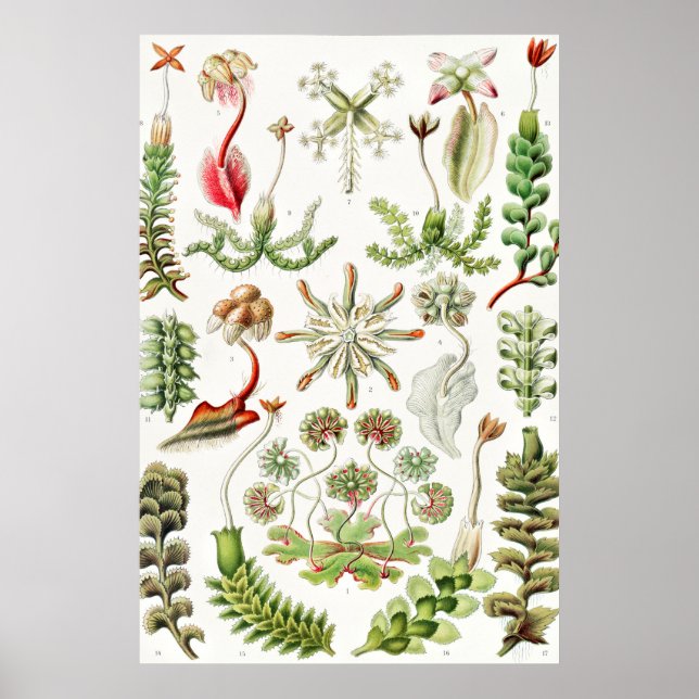 Hepaticae Lebermoose von Ernst Haeckel Poster (Vorne)