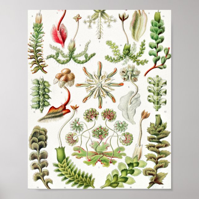 Hepaticae Lebermoose von Ernst Haeckel Poster (Vorne)