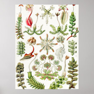 Hepaticae Lebermoose von Ernst Haeckel Poster