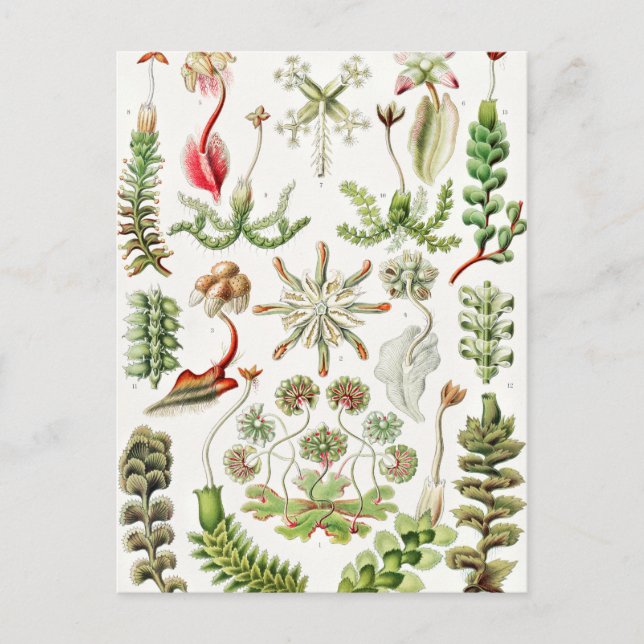 Hepaticae Lebermoose von Ernst Haeckel Postkarte (Vorderseite)