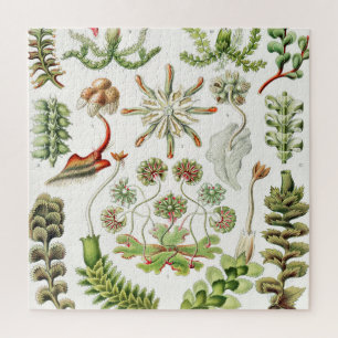 Hepaticae Lebermoose von Ernst Haeckel Puzzle