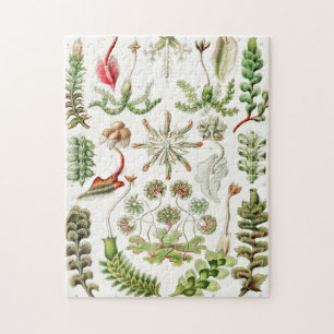 Hepaticae Lebermoose von Ernst Haeckel Puzzle