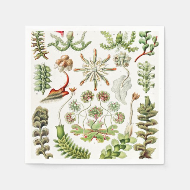 Hepaticae Lebermoose von Ernst Haeckel Serviette (Vorderseite)