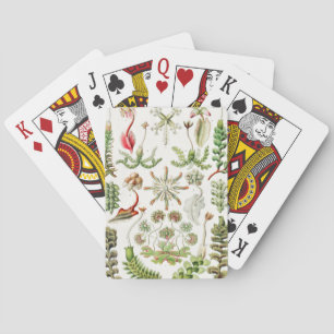 Hepaticae Lebermoose von Ernst Haeckel Spielkarten