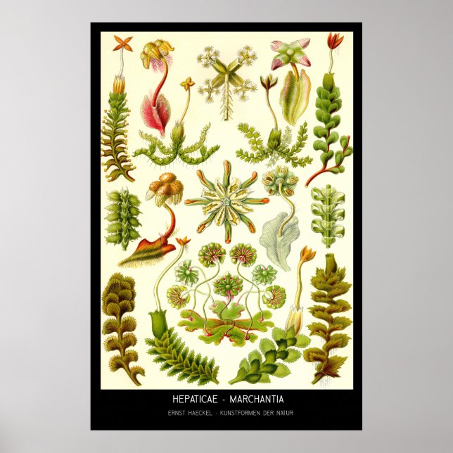 Hepaticae-Marchantia - Plate 82 - Kunstformen der Poster (Vorne)