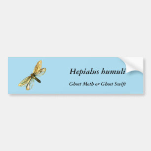 Hepialus humuli women - Ghost Moth oder Ghost Swif Autoaufkleber
