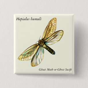 Hepialus humuli women - Ghost Moth oder Ghost Swif Button