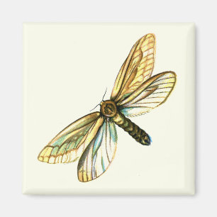 Hepialus humuli women - Ghost Moth oder Ghost Swif Magnet