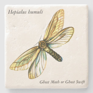 Hepialus humuli women - Ghost Moth oder Ghost Swif Steinuntersetzer