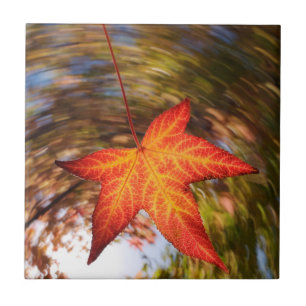 Herabfallendes Blatt von einem Baum im Herbst Fliese