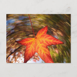 Herabfallendes Blatt von einem Baum im Herbst Postkarte