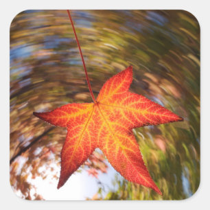 Herabfallendes Blatt von einem Baum im Herbst Quadratischer Aufkleber