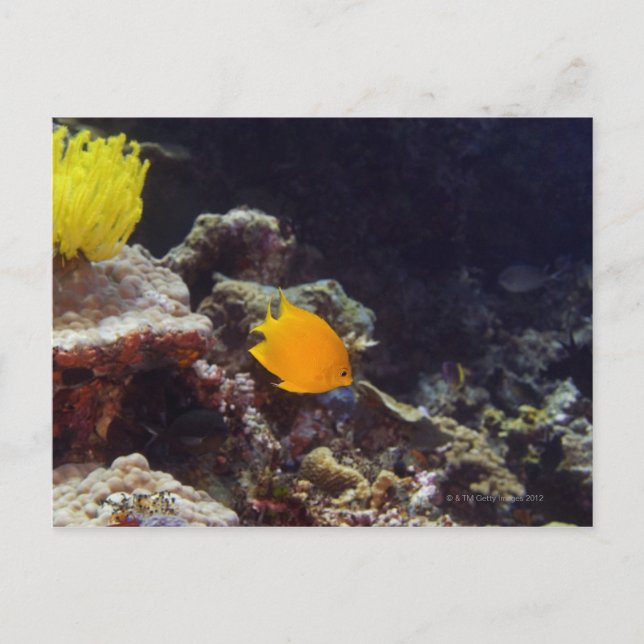 Herald's Angelfish (Centropyge heraldi) schwimmen Postkarte (Vorderseite)
